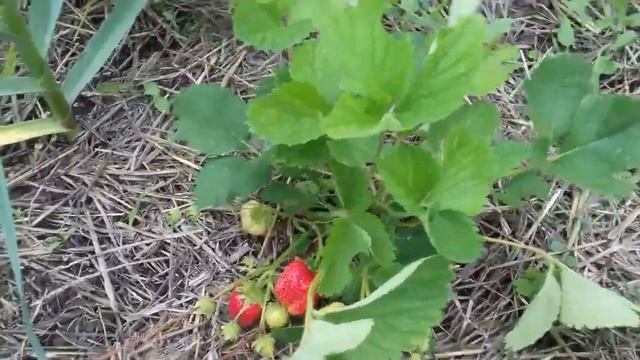 Клубника. "Елизавета -2". Как растёт сорт клубники "Елизавета -2 " в Башкирии. смотреть онлайн