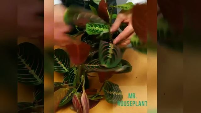 Prayer plant grooming (maranta leuconeura) смотреть онлайн