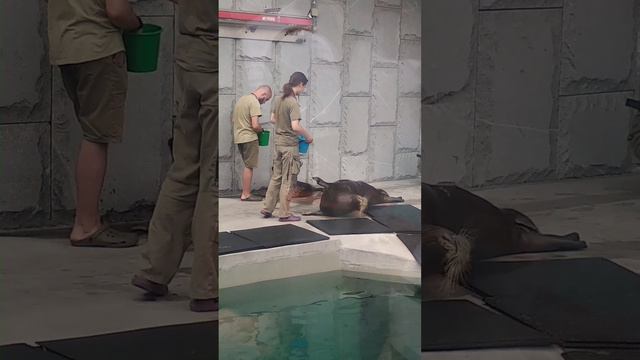 Moscow Zoo.Мы не ели две недели, потому что мы МОДЕЛИ! Морские зайцы- тюлени. смотреть онлайн