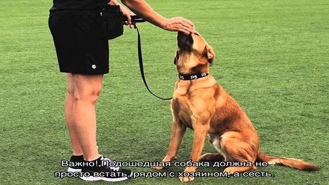 Как научить собаку команде «ко мне» на улице смотреть онлайн
