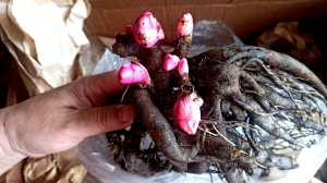 ВОТ ТАКИЕ КОРНИ ПИОНОВ ВЕСНОЙ ПОЛУЧИЛА ОТ ПУЛКОВ САД