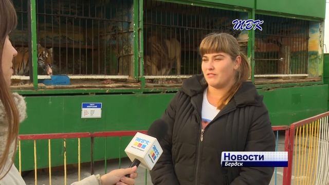 Зоолунапарк «Супер-лев» проработает в Бердске до 10 октября смотреть онлайн