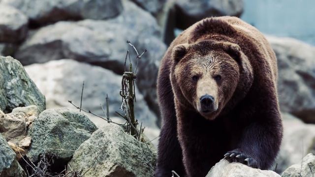 ГОРИЛЛА ПРОТИВ МЕДВЕДЯ. КТО СИЛЬНЕЕ МЕДВЕДЬ ИЛИ ГОРИЛЛА? смотреть онлайн