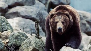 ГОРИЛЛА ПРОТИВ МЕДВЕДЯ. КТО СИЛЬНЕЕ МЕДВЕДЬ ИЛИ ГОРИЛЛА?