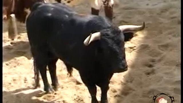 Plaza de Toros de Las Ventas.flv смотреть онлайн