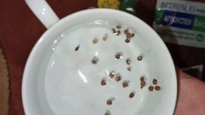 Стыдливая Мимоза. Подготовка семян к посадке