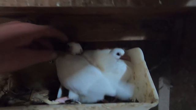Pigeon Loft and Farm Walkthrough!!! (Unique Colors) смотреть онлайн