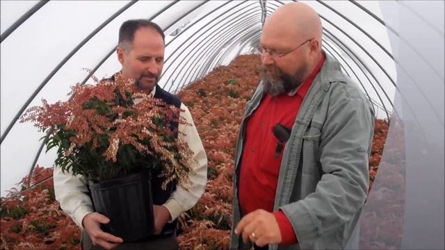 Tim & Len Talk About Pieris At Prides Corner Farms!