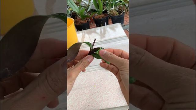How amazing to grow orchid, Orchid roots grow a lot from aloe vera смотреть онлайн