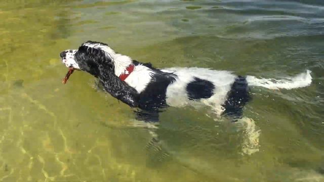 Luna loves swimming | English Cocker Spaniel смотреть онлайн