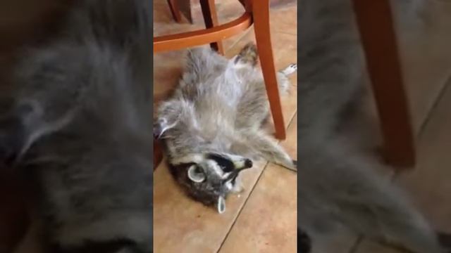 Енот Нюша смотреть онлайн