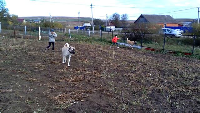 Кража века. Кангал и сапог