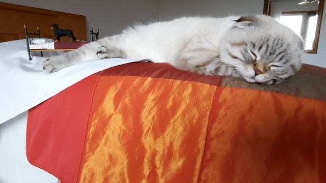 Мне приснился мой друг, ротвейлер Ник.... Вы его тоже видите? смотреть онлайн