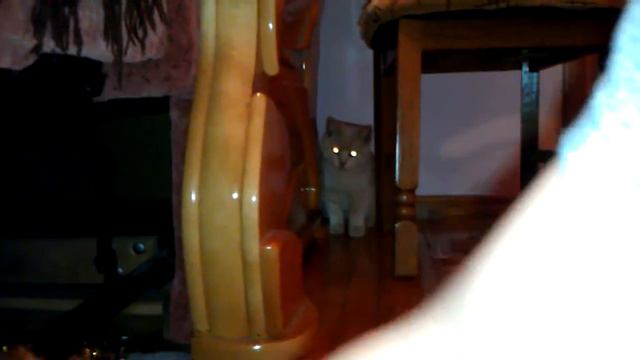 Котик играется Персиковый смотреть онлайн