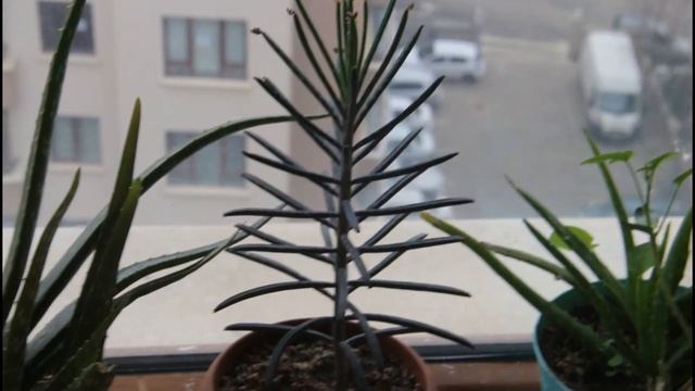 1 year old Silverberry Sapling. Bonsai Tryout. Elaeagnus Angustifolia. From Seed. смотреть онлайн