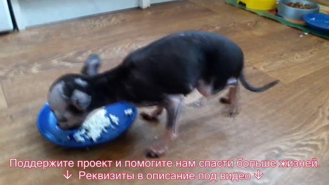 Собаку привезли УСЫПИТЬ!