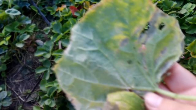 Сделайте это и листья огурцов не будут вянуть, желтеть и сохнуть. Как предотвратить пероноспороз смотреть онлайн