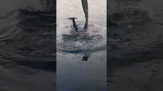 Гребешки, мидии/Scallops, Mussels