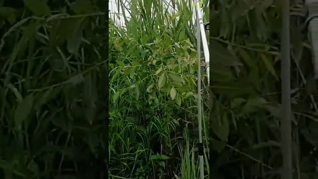 рыбалка, Рязань 2022. смотреть онлайн