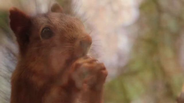Squirrels are playing and gnawing nuts | Белочки играют и грызут орехи смотреть онлайн
