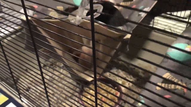 Зимние следочки 2019. Международная выставка- шоу грызунов. Exhibition Show Rodents