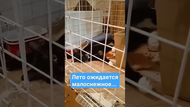 Котенок Жорик укрылся одеялком. Малоснежное лето Петербурга. Приют смотреть онлайн