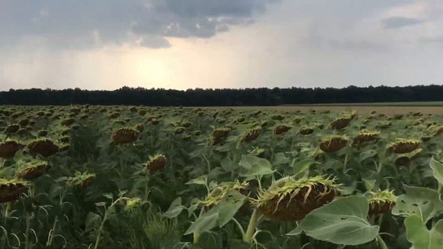 Піонер 130 витримав напад гусені смотреть онлайн