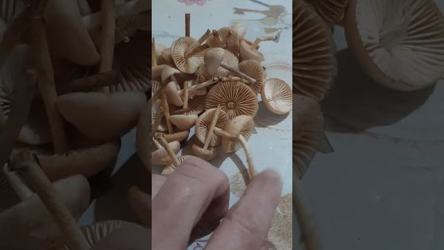Senderuelas смотреть онлайн