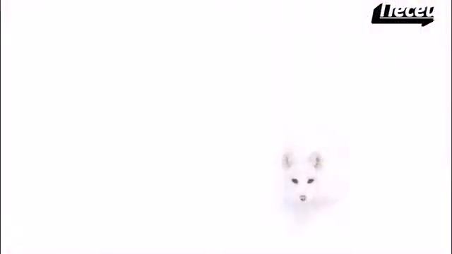 Животные которые шокируют! Маскировка животных Animals that shock! Masking animals смотреть онлайн