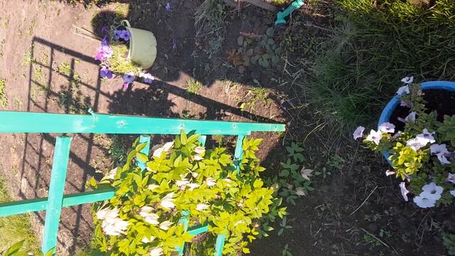 Новоселово июнь 2021г цветет княжик (клематис 1группы обрезки) смотреть онлайн