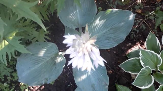 #hosta #BlueMammoth #хоста #голубая/Хоста гигант Голубой Мамонт Блу Мамос (лат. hosta Blue Mammoth смотреть онлайн