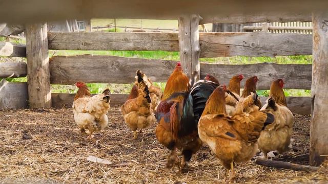 Алтайский Край, пос. Кордон смотреть онлайн