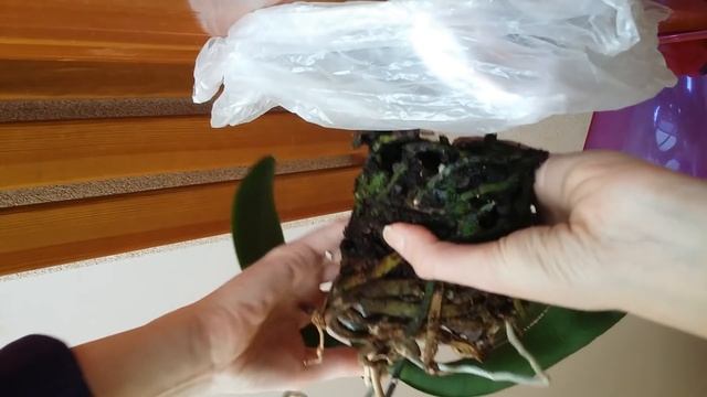 Пересадка старой орхидеи в больший горшок смотреть онлайн