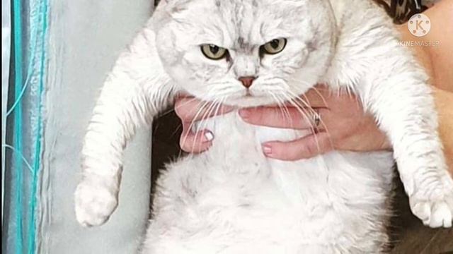 На улице сидел измученный тощий кот. Девушка забрала его в дом, но тот отказывался есть и пить… смотреть онлайн