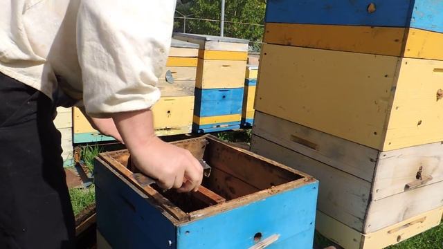 Ускоренное развитие весной/пасека 2018/ в пчелосемьях/Апрель смотреть онлайн