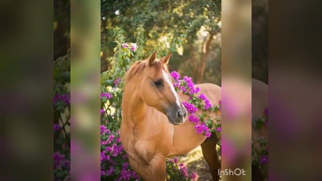 Лошади очень красивые лошади смотреть онлайн