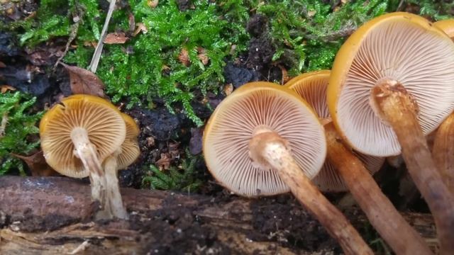 Porównanie: Hełmówka jadowita (Galerina marginata) vs. Łuszczak zmienny (Kuehneromyces mutabilis) смотреть онлайн