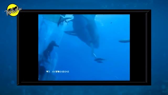 5 Mégalodons Réels Enregistrés en Vidéo. Ep2 смотреть онлайн