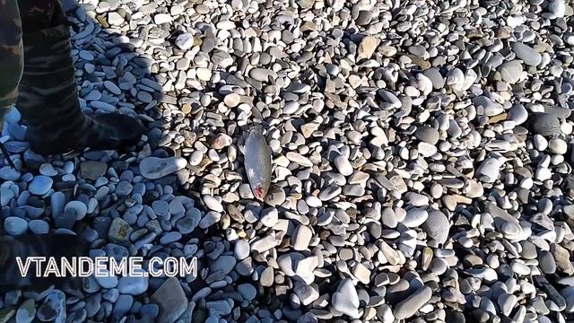 300 тонн форели ушло из садков в море после шторма  в Сочи