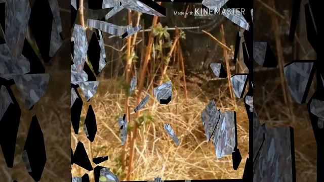 Малиновое дерево Сказка Крпыш