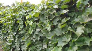 НЕУКРЫВНОЙ, МОРОЗОСТОЙКИЙ ВИНОГРАД АЛЬФА