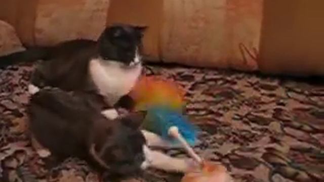 Отдам домашнюю киску в Добрые руки. Краснодар смотреть онлайн