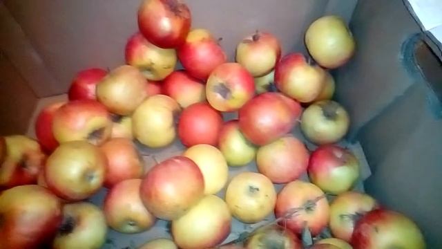 Краснодарские яблоки смотреть онлайн