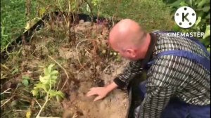 Картофель. Копаем  египетскую Спунту.