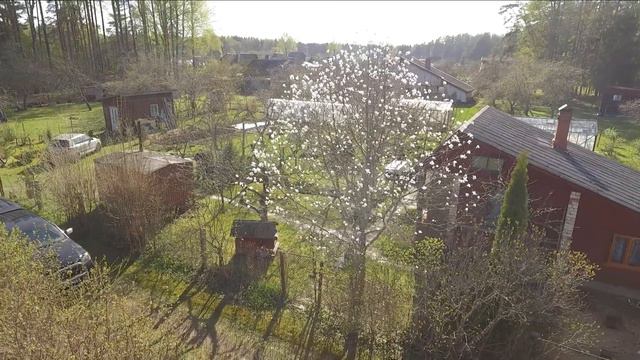 Magnolijas. смотреть онлайн