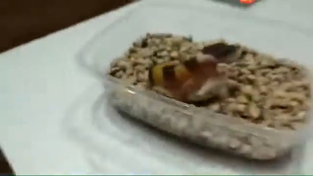 Рождение эублефара