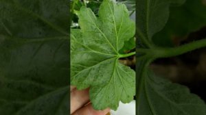 Паутинный клещ на пеларгониях