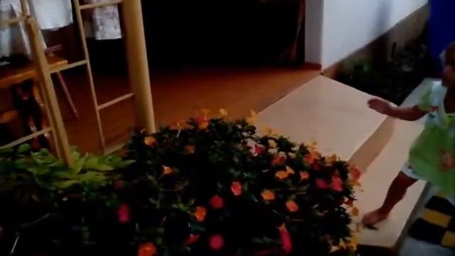 Бражники на мирабилисах смотреть онлайн
