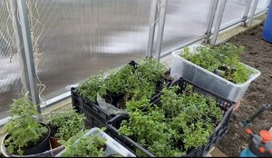 Обзор рассады/ подготовка теплицы к переезду растений/ откопала свои новиночки/??