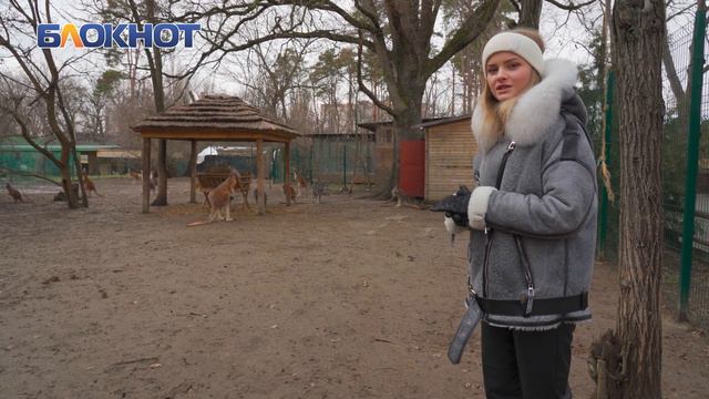 Лемуры, кенгуру и гиены: как животные переносят зиму в Краснодаре